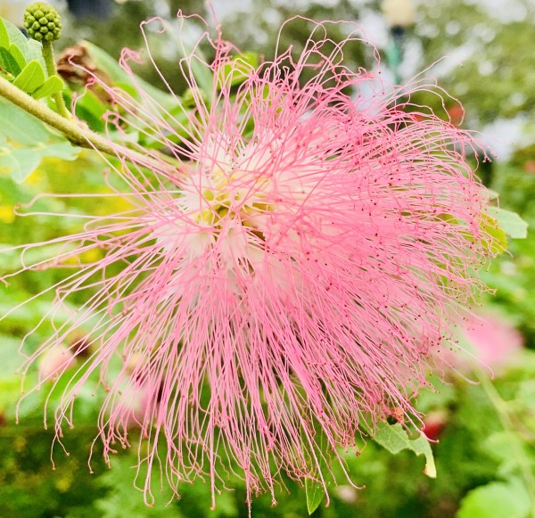 Bad Hair Day by Lawrence Olive